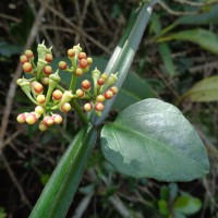 Cissus quadrangularis L.